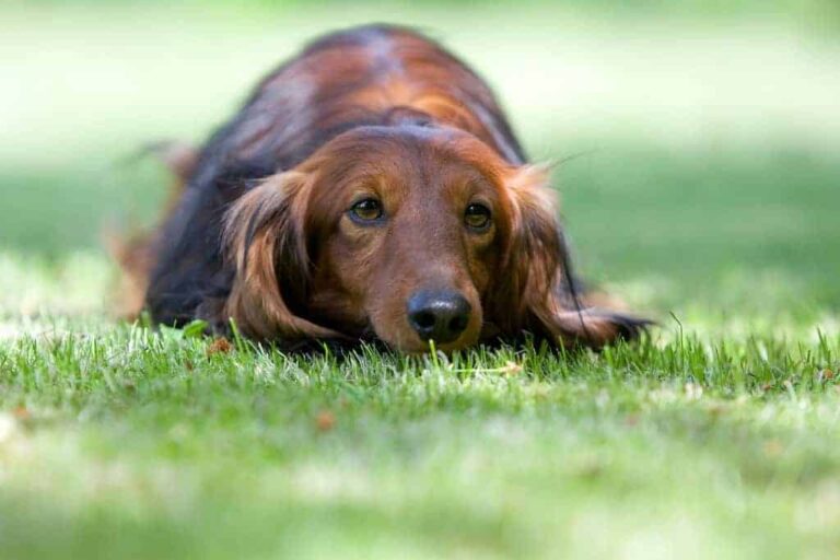 PRESSEMEDDELELSE – Din tilbagevenden til arbejdspladsen kan forårsage stress hos din hund